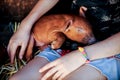 The girl is playing with red newborn pigs of the Duroc breed. The concept of caring and caring for animals Royalty Free Stock Photo