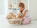 Girl playing with retriever puppies Royalty Free Stock Photo