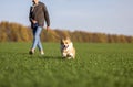Girl playing and training cute Corgi dog puppy in autumn Park on green grass Royalty Free Stock Photo