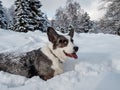 A girl plays with a corgi dog in a snowy forest. Sunlight. Winter`s tale