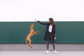 girl plays with the dog against the background of the wall. The puppy jumps to the owner`s hands. Leisure with a pet