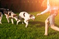 Girl plays with her dog on the lawn in the garden. Playing with animals while at home. Raising Pets Royalty Free Stock Photo