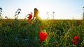 Girl on the poppy fields. Red flowers with green stems, huge fields. Bright sun rays. Royalty Free Stock Photo