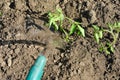 The girl pours clean water on the planted tomato seedling Royalty Free Stock Photo