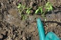 The girl pours clean water on the planted tomato seedling in the ground Royalty Free Stock Photo