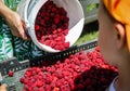 The girl pours picked raspberries from bucket  into a plastic crate during the harvest on the raspberry farm. Royalty Free Stock Photo