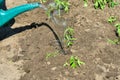 A girl pours the planted tomato seedlings with a watering can Royalty Free Stock Photo