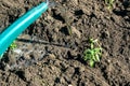 The girl pours water from a watering can on the ground with planted tomato seedlings Royalty Free Stock Photo