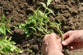 The girl prepares a tomato seedling for planting in the ground Royalty Free Stock Photo