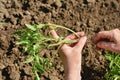 The girl prepares a tomato seedling for planting in the ground Royalty Free Stock Photo