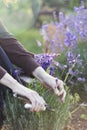 girl pruning lavender bush in garden