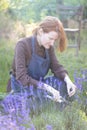 girl pruning lavender bush in garden