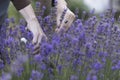 girl pruning lavender bush in garden