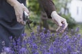 girl pruning lavender bush in garden