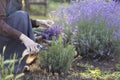 girl pruning lavender bush in garden