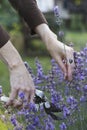 girl pruning lavender bush in garden