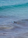 Girl ptracticing surf in Cala Major in Mallorca vertical