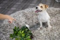 The girl punishes the dog with a hand gesture. Jack Russell Terrier turned the potted plant onto the carpet