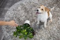 The girl punishes the dog with a hand gesture. Jack Russell Terrier turned the potted plant onto the carpet