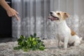 The girl punishes the dog with a hand gesture. Jack Russell Terrier turned the potted plant onto the carpet