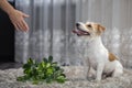 The girl punishes the dog with a hand gesture. Jack Russell Terrier turned the potted plant onto the carpet