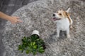 The girl punishes the dog with a hand gesture. Jack Russell Terrier turned the potted plant onto the carpet