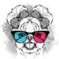 Girl puppy with cute bows and in the colored glasses. Yorkshire Terrier. Vector illustration Royalty Free Stock Photo