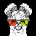 Girl puppy with cute bows and in the colored glasses. Yorkshire Terrier. Vector illustration Royalty Free Stock Photo