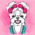 Girl puppy with cute bows. Yorkshire Terrier. Vector illustration