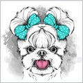 Girl puppy with cute bows. Yorkshire Terrier. Vector illustration Royalty Free Stock Photo