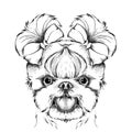 Girl puppy with cute bows. Yorkshire Terrier. Vector illustration