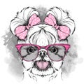 Girl puppy with cute bows. Yorkshire Terrier. Vector illustration Royalty Free Stock Photo