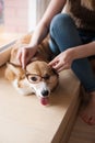 Girl puts on glasses on a dog. Funny Welsh Corgi Pembroke puppy with glasses at home, cute smiling dog Royalty Free Stock Photo