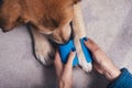 Girl putting bandage on injured dog paw Royalty Free Stock Photo