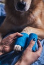 Girl putting bandage on injured dog paw Royalty Free Stock Photo