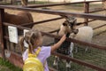 A girl reaches out to touch the head of a goat in the pen of a petting zoo. Little cute girl wants to pet a curious goat Royalty Free Stock Photo