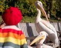 Girl in red beret interacts with colourful pink pelicans with long beaks, by the lake in St James's Park, London UK