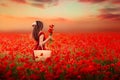 Girl in a red dress on a poppy field Royalty Free Stock Photo