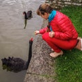 The girl in the red is feeding the black Swan Royalty Free Stock Photo