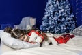 A girl in red pajamas fell asleep on New Year`s Eve hugging a teddy bear, a tree in the background