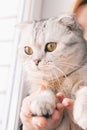 Girl with redheads hair playing with a gray cat