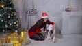 Girl regaling and playing with dog near christmas tree.