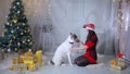 Girl regaling and playing with husky dog near christmas tree.