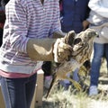 Girl releasing a young goshawk (Accipiter gentilis)