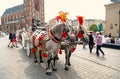 Girl rider invite to horse carriage ride in Krakow, Poland