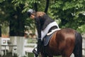 A girl rides fast on a brown racehorse next to a hurdle at a show jumping competition on a clear summer day Royalty Free Stock Photo