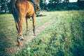 Girl riding a brown horse on green meadow, place for text Royalty Free Stock Photo
