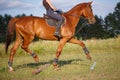 Girl riding a brown horse on green meadow Royalty Free Stock Photo