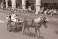 Girl riding buggy in Ojai Fourth of July Parade, Ojai, California