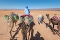 Camel caravan in Sahara desert in Royalty Free Stock Photo